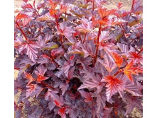 ������������� ������������� ������ ����.jpg