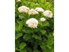 ������ �������������.jpg