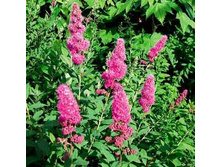 ������ ��������.jpg