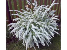 ������ ����� Grefsheim.jpg