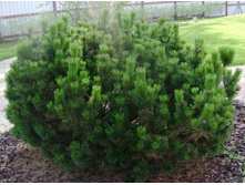 ����� ������ Mughus.jpg