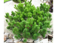 ����� ������ Pumilio.jpg