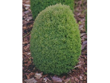 ��� ��������  Teddy.jpg