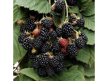 ������� ���� �����.jpg