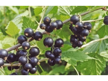 ��������� ������ ����.jpg