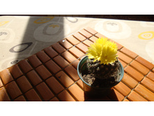 ������� Formosa(����1)