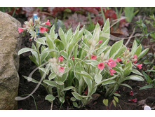 �������� ������� David War- ����� ����