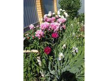 ����� 80 ��� ;  ����� 50 ���