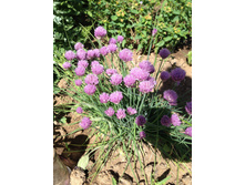 ���� ��� 30 �