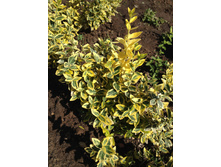 ��������� ������� �������� � ���� 80 �