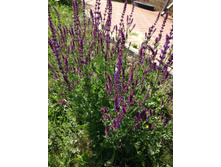 ������ ��������� 50 ���