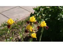 ���� ������.jpg