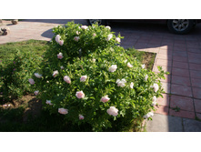 �������� �������� 3 ���.jpg