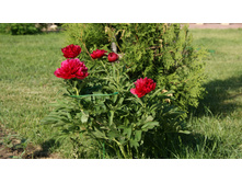 ���� �������.jpg