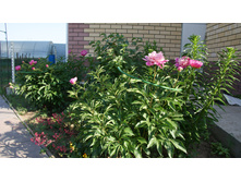 ���� �������.jpg