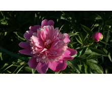 ������� ����.jpg