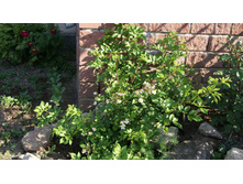 ���� ��������.jpg