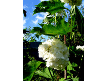 ��������� .JPG