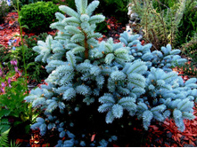 ������� ��������/Glauca Globosa/