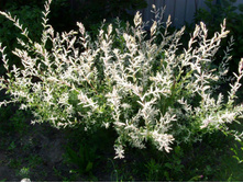 ��� � ����.JPG