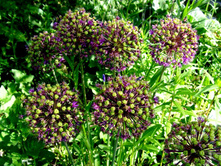 ������ �������� �� ����� ������.JPG