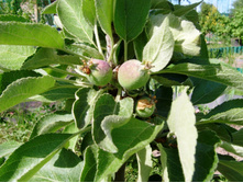 �����. ��������.JPG