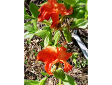 ��� ������ ���.JPG