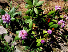 ��� ���������.JPG