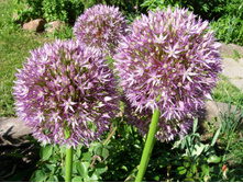 ������ ���������� ������.JPG