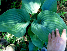 �����  ������� �� �����.JPG