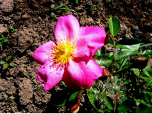 ������� �������� �������.JPG