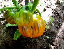 ������ ������������