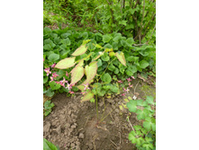 �������,���������.