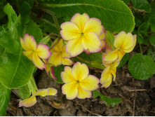 ������� ����� ������ � ����� ������� 50�