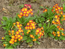 P1020669.JPG������� ������ � ��������� 35�.