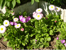 P1020673.JP������� �������(�������) � ����������.