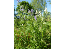 P1020684.JPG������