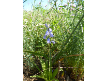 P1020691.JPG�������� ���������  ��� ������������ ��������� 50�