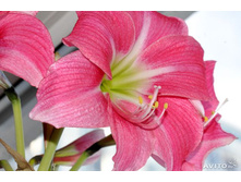 ����������� �������