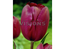 �� ���� 111,65�