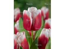 ���� ������ 123,2�