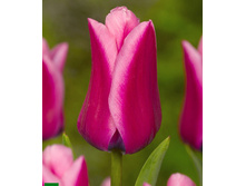 ����� ���� 111,65�