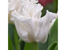 ��������� 177,1 �