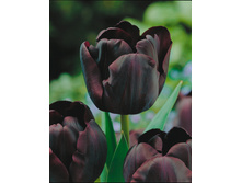 ���� ����� 111,65�