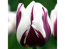 ���� ������� 138,6�