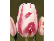 ������ 115,5�