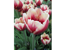 ���� ������ 111,65�