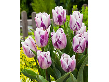 ������� ���� 100,1�