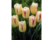 ������� ���� 107,8 ���.jpg