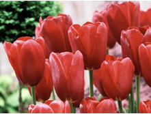 ���� ��� ������� 115,5 ���.jpg